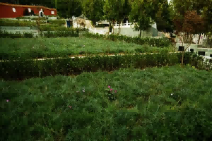 归山陵园的信息怎么找 归山陵园选墓专车如何预约? 归山陵园的信息怎么找 归山陵园选墓专车如何预约?